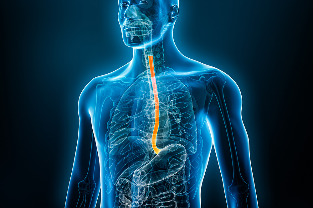 X-ray front view of the esophagus or esophagus 3D rendering illustration with male body.