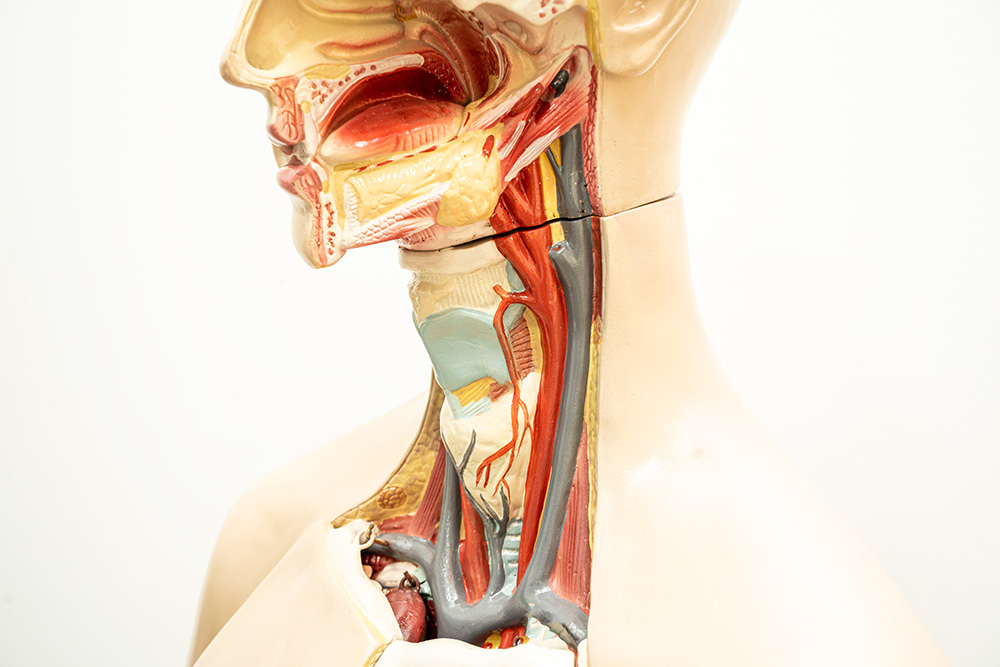 Anatomy model of the human throat, pharynx and larynx.